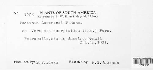 Puccinia lorentzii image